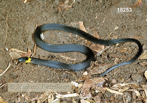 Ringneck Coffee Snake (Ninia diademata)